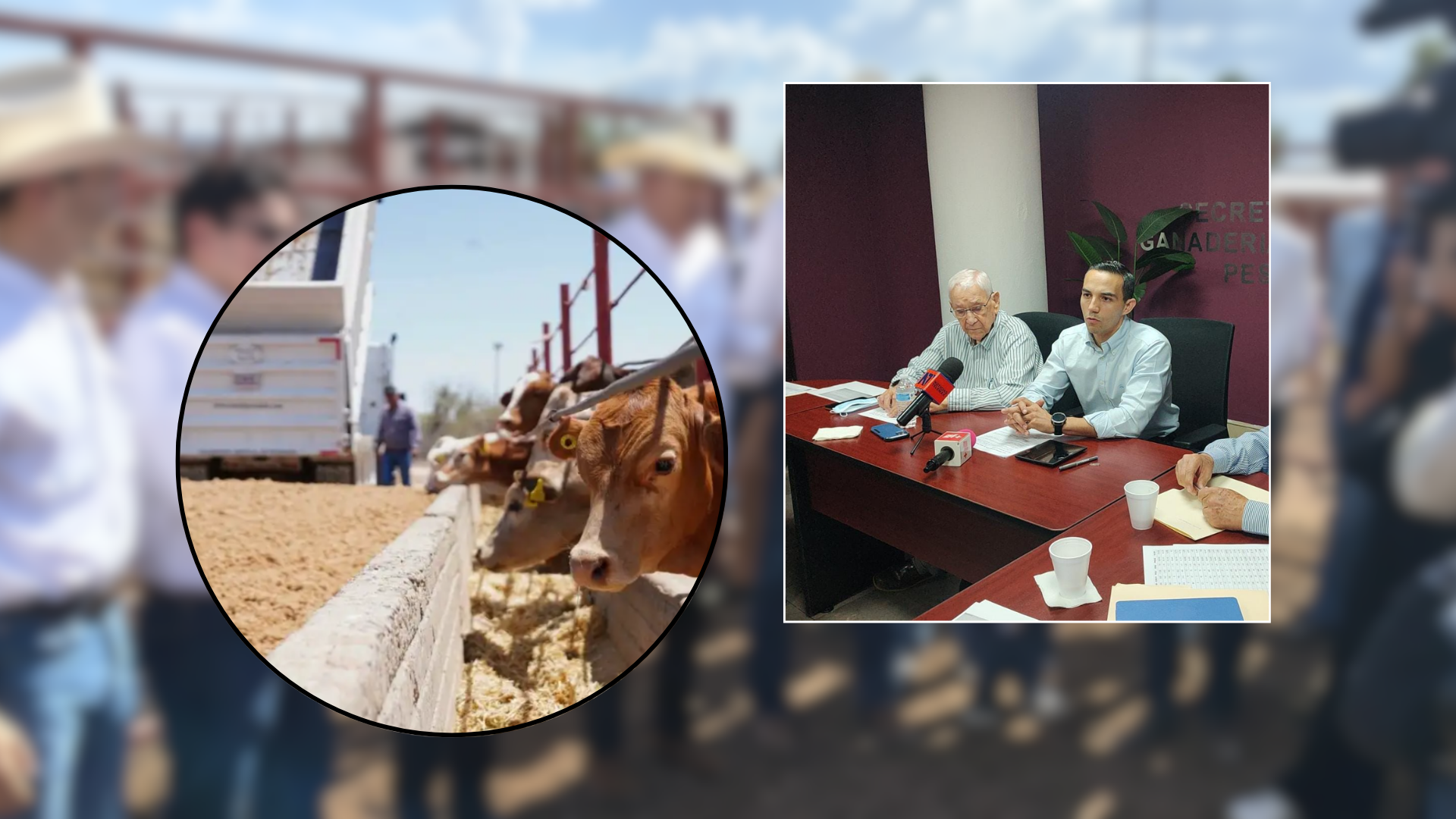 Alistan nueva trampa en Agua Prieta para cruce de ganado en Sonora